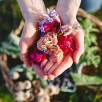 OrcaSong Farm Emails
