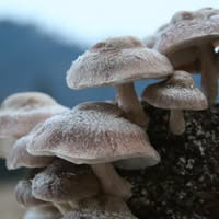 Cascadia Mushrooms Emails