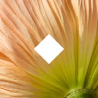 Herbivore Botanicals Emails
