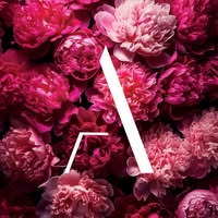 Lane Perfumy Emails