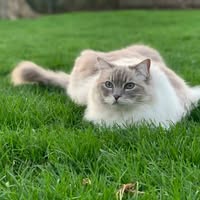 Floppycats Emails