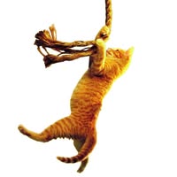 Save the Cat Emails